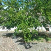 Skånegården, Bunkeflostrand